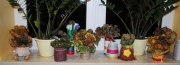 DSC_0988-t.jpg